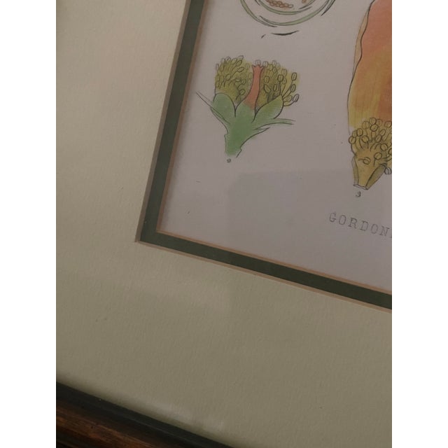 Vintage Mid-Century Mark Catesby "The Balsam Tree" Framed Botanical Print, 1950s For Sale In Miami - Image 6 of 12