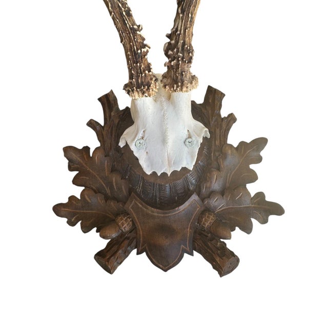 Cabin Roe Deer Trophy Black Forest Antlers 38 For Sale - Image 3 of 5