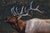 Call of the Wild by Terra Novak | Oil on wood Elk with antlers in a natural setting For Sale