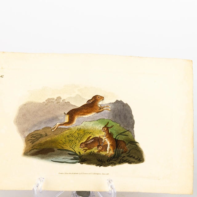 E. Donovan & F.C. & J. Rivington, Nature Illustration, June 1819, Hand-Colored Copperplate Engraving For Sale - Image 3 of 6