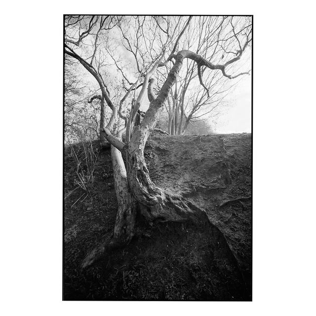 Paul Cooklin, Tree Branches, Edition of 50 For Sale