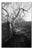 Paul Cooklin, Tree Branches, Edition of 50 For Sale