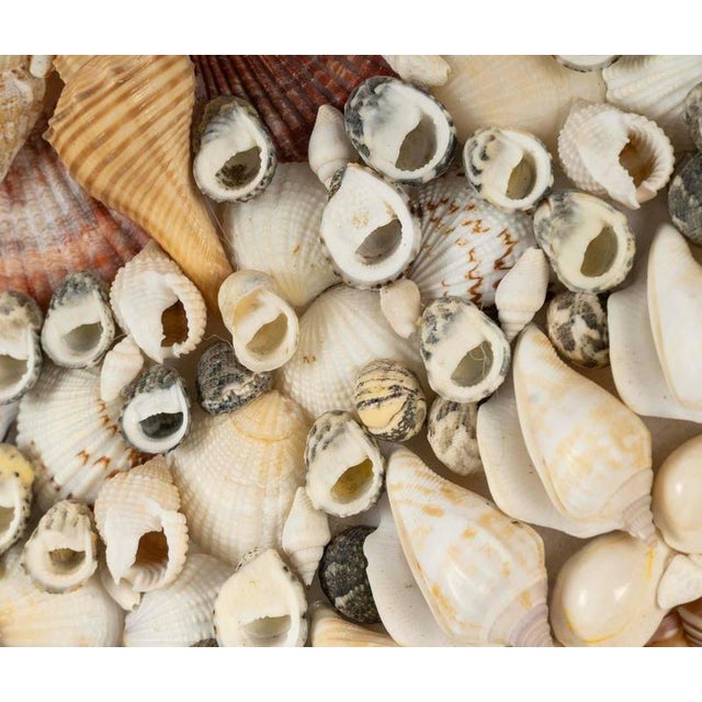 Glass 20th Century Shell Mirror For Sale - Image 7 of 9