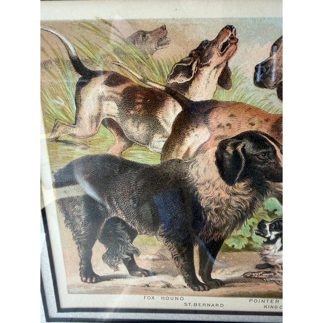 Antique 1889 Chromolithograph Hunting Dogs Foxhound Spaniel Framed For Sale - Image 9 of 12