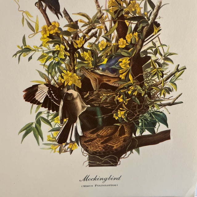 Shabby Chic 1960s After Audubon Mockingbird Print For Sale - Image 3 of 3
