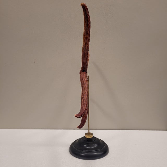 Wood Starfish Ophidiaster Ophidianus, Vintage - Pacific Ocean, 1990s For Sale - Image 7 of 14