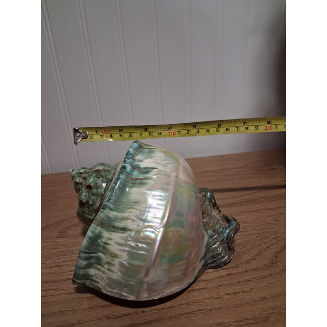 Shell Large 7" Polished Green Turban Shell Marmoratus 4" Opening Pristine For Sale - Image 7 of 8