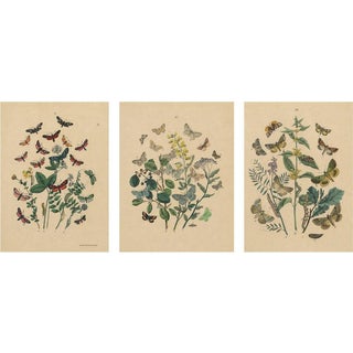 Anst. v. Hochdanz, Moths & Butterflies on Wildflowers, 1883, Paper, Set of 3 For Sale