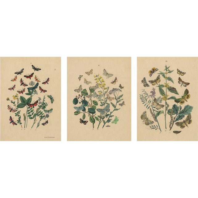 Anst. v. Hochdanz, Moths & Butterflies on Wildflowers, 1883, Paper, Set of 3 For Sale
