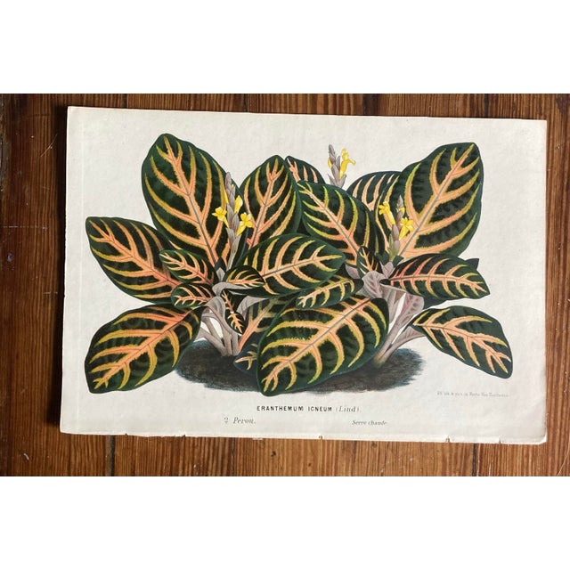 Paper Charming Set of 7 Authentic 19th Century Color Botanical Prints Unframed For Sale - Image 7 of 9