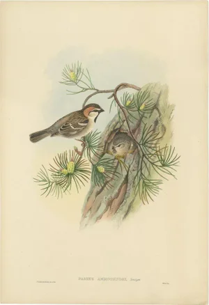 Gould, Bird Illustration of the Saxaul Sparrow, 1850, Print