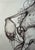 Original 2009 Ekundayo Pop Surrealism Pen Ink Grace Graphite Fish Drawing Sketch For Sale - Image 13 of 15