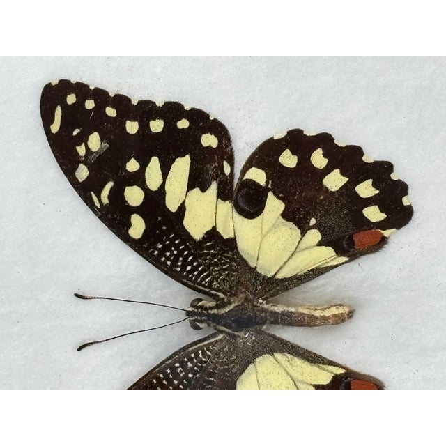 Figurative Mid 20th Century The Lime Butterfly - Beautiful and Immaculate Authentic Specimen in Gallery Frame For Sale - Image 3 of 5