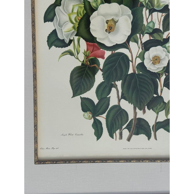 Mid 20th Century Pair of Camellia Prints From the Lithographs by Weddell After Clara Pope For Sale - Image 10 of 17