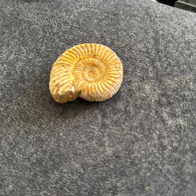 Nautical Fossilized Perisphinctes Ammonite Shell Natural Prehistoric Spiral Specimen For Sale - Image 3 of 3