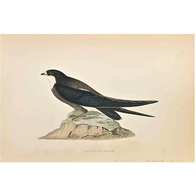 Spine-Tailed Swallow is a modern artwork realized in 1870 by the British artist Alexander Francis Lydon (1836-1917) ....