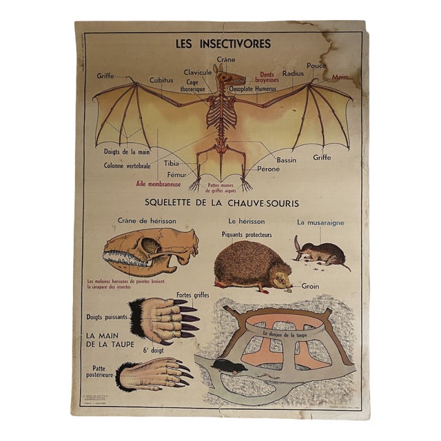 Vintage School Poster of Insectivorous Animals / Rabbit, 1950s For Sale