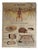 Vintage School Poster of Insectivorous Animals / Rabbit, 1950s For Sale