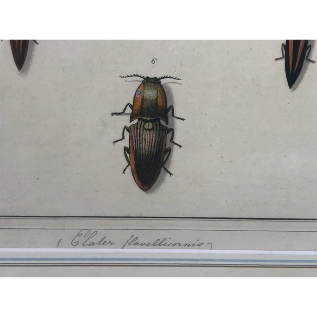 18th Century Hand-Colored Entomology Art Print For Sale - Image 9 of 13
