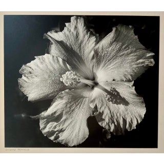 Circa 1949 Paul Dunckhorst "Oriental Hibiscus" Black and White Floral Still Life Photograph For Sale