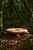 Striking Fango Coffee Table crafted from sustainably harvested natural yaré fiber, showcasing an organic, sculptural...