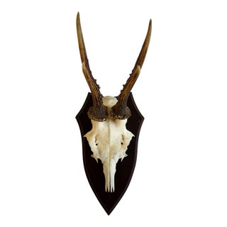 Black Forest Roe Deer Antlers Wall Mount For Sale