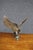 Cast Metal Eagle Sculpture For Sale - Image 12 of 13