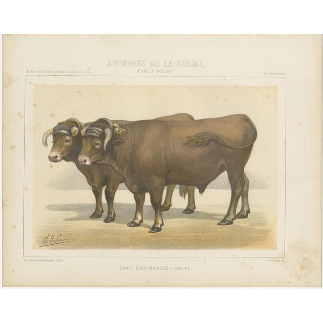Borie, Garonnais Oxen, French Cattle Breed, 1863, Chromolithograph For Sale - Image 3 of 9
