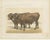 Borie, Garonnais Oxen, French Cattle Breed, 1863, Chromolithograph For Sale - Image 3 of 9