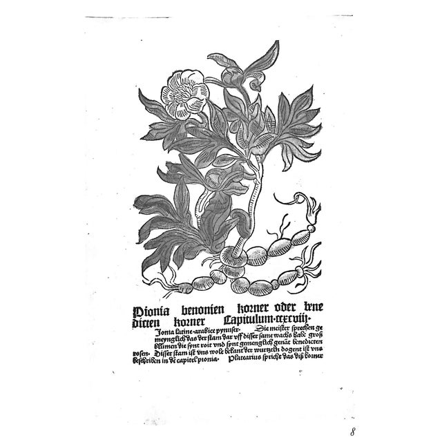 "The Treasury of Flowers" 1975 Coats, Alice M. For Sale In New York - Image 6 of 12