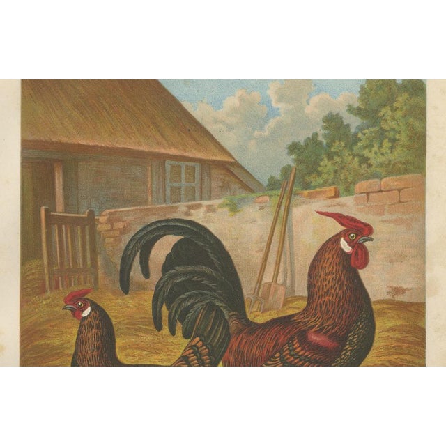 The elegant golden spangled hamburg chicken a rare 19th century poultry lithograph this exquisite 19th century...