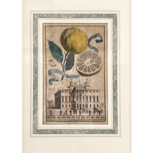 Rustic European Pair of Johann Christoph Volckamer, Nurenberg Botanical Hand Colored Lithographs in Custom Frames For Sale - Image 3 of 8