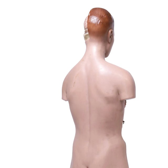 1950s 1950s The Modular Anatomical Torso: Somso Model Bs 23 For Sale - Image 5 of 14