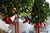 Wood MacKenzie-Childs Courtly Check Holiday Boxwood Topiary Trees With Gold Accents — A Pair For Sale - Image 7 of 18
