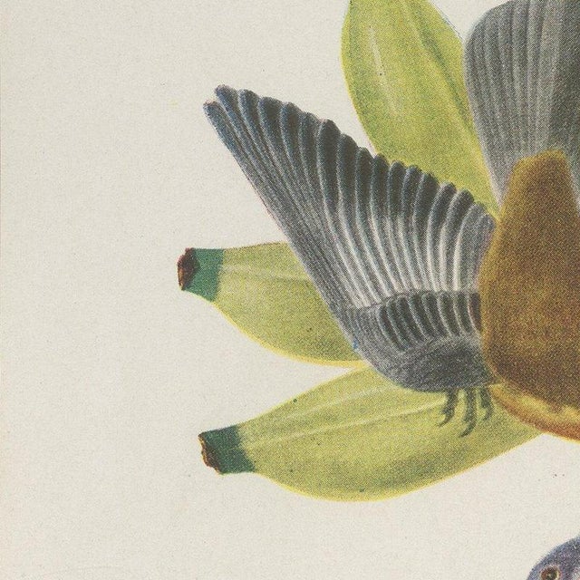 Descourtilz, Tanagers on a Banana Plant, Brazilian Bird Print, 1944, Paper For Sale - Image 4 of 12