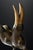 Sculptural, theatrical, and visually commanding, this signed limited-edition bronze by South African sculptor Llewellyn...
