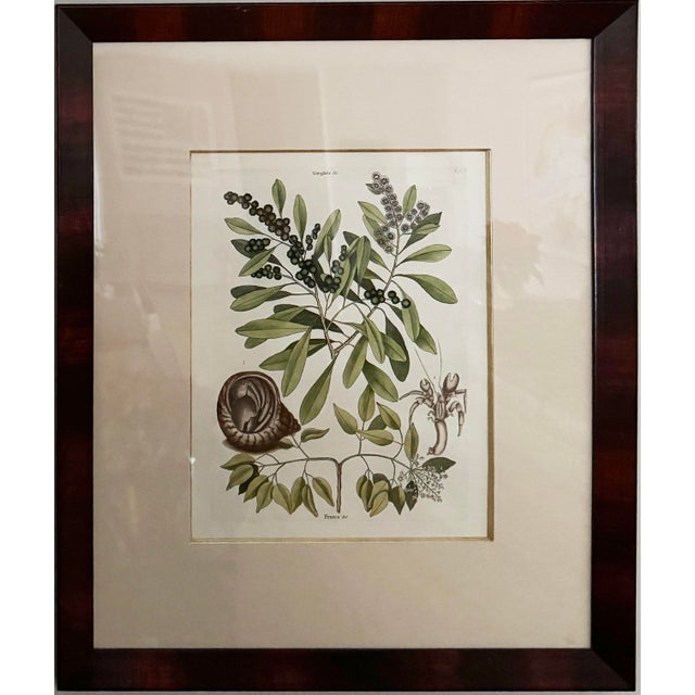 Mark Catesby (English, 1679–1749), Hand Colored Copper Plate Engraving Titled “The Sea Hermit Crab, Frutex,” For Sale - Image 9 of 9