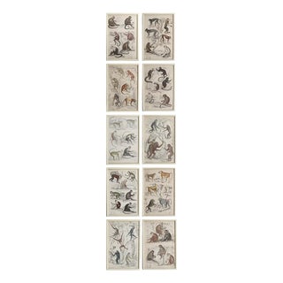 Monkey, 1830s, Paper, Framed, Set of 10 For Sale