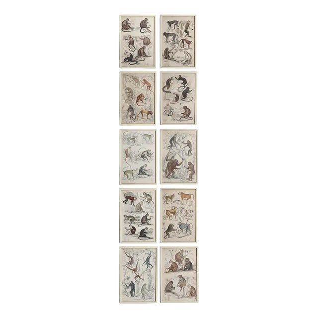 Monkey, 1830s, Paper, Framed, Set of 10 For Sale