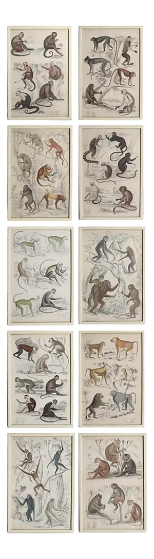 Monkey, 1830s, Paper, Framed, Set of 10