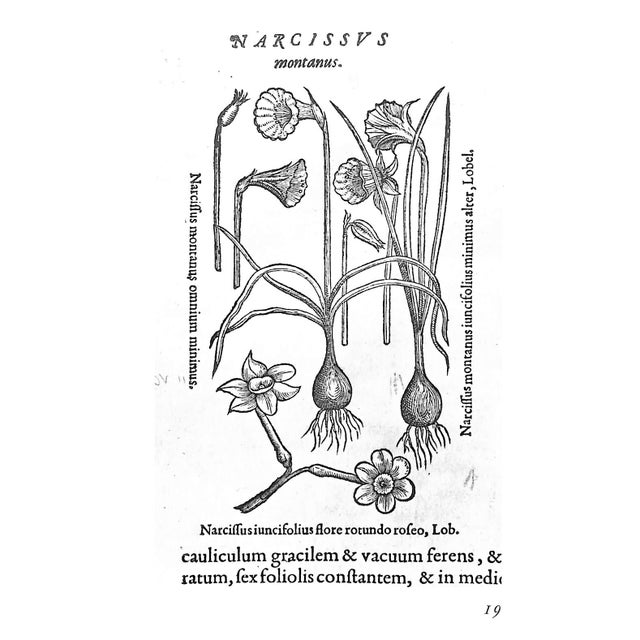 1970s "The Treasury of Flowers" 1975 Coats, Alice M. For Sale - Image 5 of 12