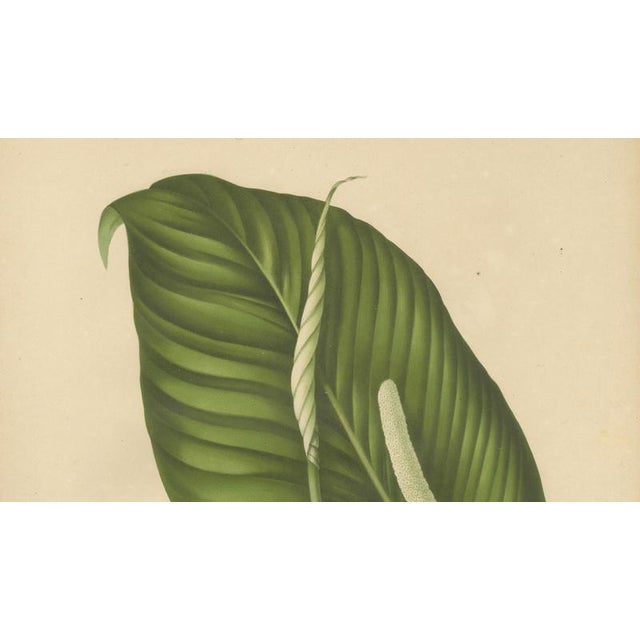 Hoola van Nooten, Peace Lily, 1880, Chromolithograph For Sale - Image 5 of 9