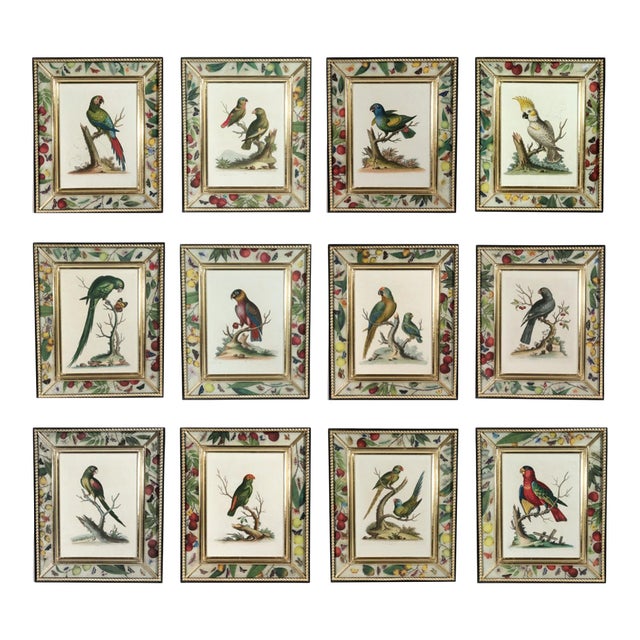 !8th-Century Engraved Prints of Exotic Birds by George Edwards With Decoupage Frames (12) For Sale