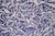 Simon Hantai (1922-2008) Study (detail) Original color poster after a work by the artist from 1969 On poster paper, 48 x...