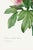 Peony by Pierre-Joseph Redouté, Vintage Botanical Art Print, 32" X 48" For Sale - Image 4 of 11