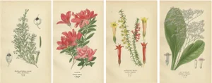 Azalea, Heath Varieties and Sea Lavender, 1897, Paper, Set of 4