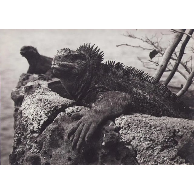 Hanna Seidel, Galápagos Iguana, 1960s, Black and White Photograph For Sale - Image 3 of 3