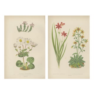 Bell, Alpine Botanical Illustrations of Anomatheca and Saxifrage, 1874, Lithographs, Set of 2 For Sale