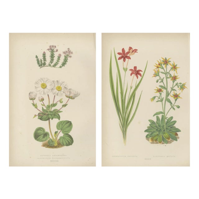 Bell, Alpine Botanical Illustrations of Anomatheca and Saxifrage, 1874, Lithographs, Set of 2 For Sale