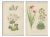 Bell, Alpine Botanical Illustrations of Anomatheca and Saxifrage, 1874, Lithographs, Set of 2 For Sale